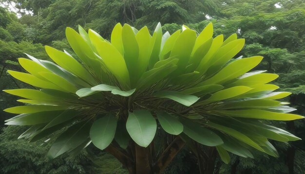 Alstonia scholaris or apocynaceae tree