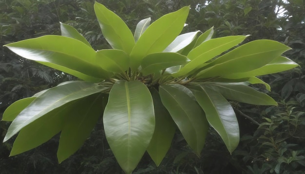 Alstonia scholaris или дерево apocynaceae