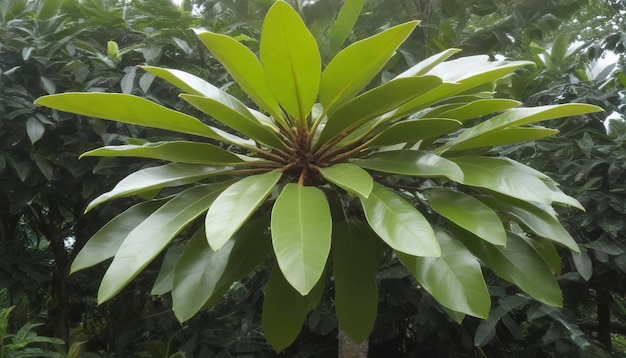 Alstonia scholaris or apocynaceae tree