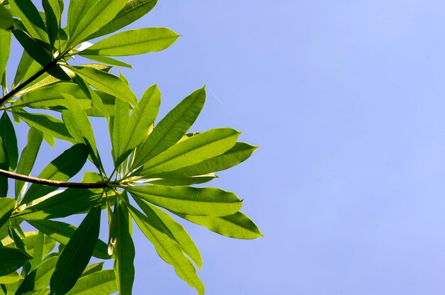 Alstonia scholaris commonly called blackboard tree with blue sky background Natural background