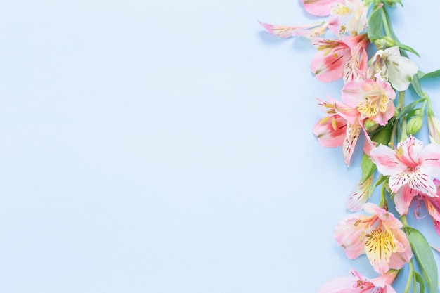 Alstroemeria bloemen op blauwe achtergrond