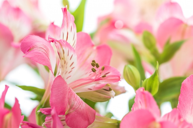 Alstroemeria bloemen