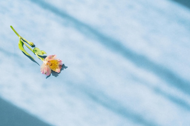 Alstroemeria flower on blue background in sunlight