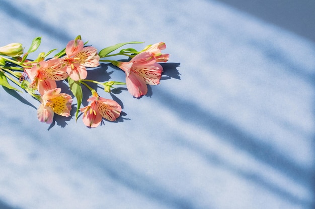 Alstroemeria flowers on blue background in sunlight