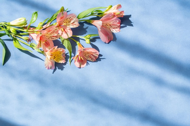 日光の下で青い背景にアルストロメリアの花