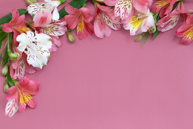 Alstroemeria flowers on pink background