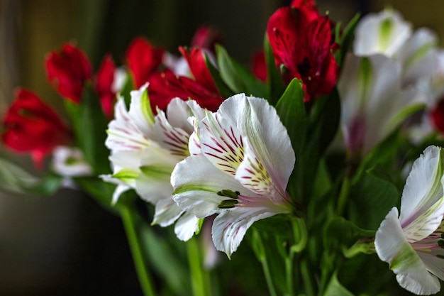 Alstroemeria flowers Red and white colors bouquet on dark background. Close up. Selective soft focus. Shallow depth of field. Text copy space.