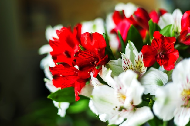 Fiori di alstroemeria mazzo di colori rosso e bianco su sfondo scuro. avvicinamento. messa a fuoco morbida selettiva. profondità di campo. spazio della copia del testo.