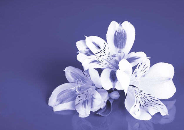 Alstroemeria flowers on a solid background toned in the trendy color Very Peri