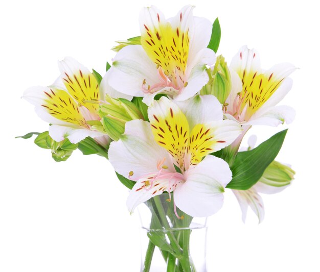 Alstroemeria flowers in vase isolated on white