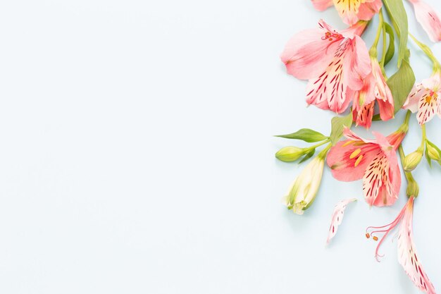 Alstroemeria flowers on white ackground