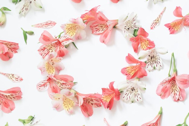 Alstroemeria flowers on white background