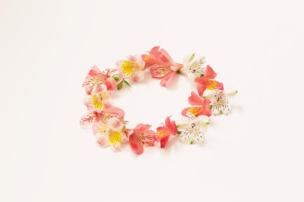 Alstroemeria flowers on white background