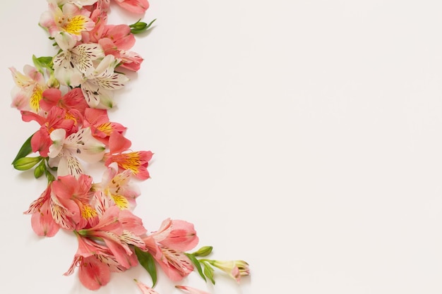 Alstroemeria flowers on white background