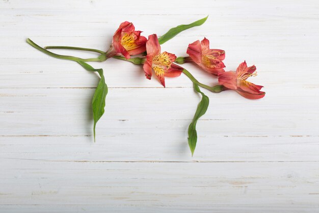 Alstroemeria flowers on white wooden background