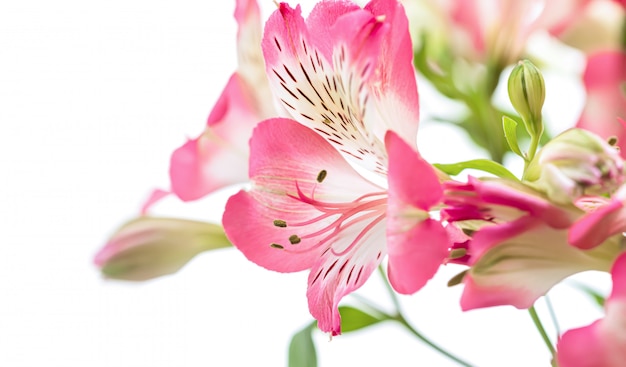 Alstroemeria flowers