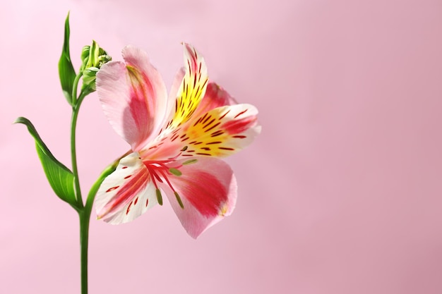 사진 분홍색 배경에 alstroemeria
