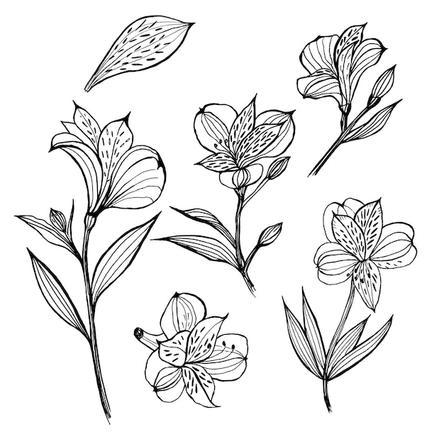 Alstroemeria. Set of floral elements. Hand drawn illustration. Sketch liner.