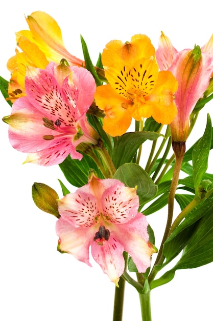 Alstroemeria