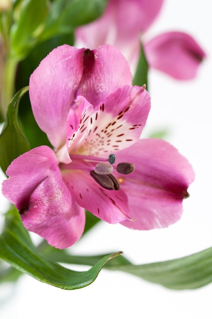 Alstroemeria