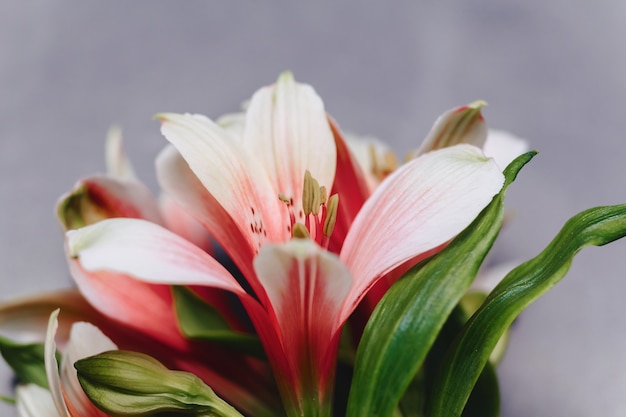 Alstroemerias on simple gray background