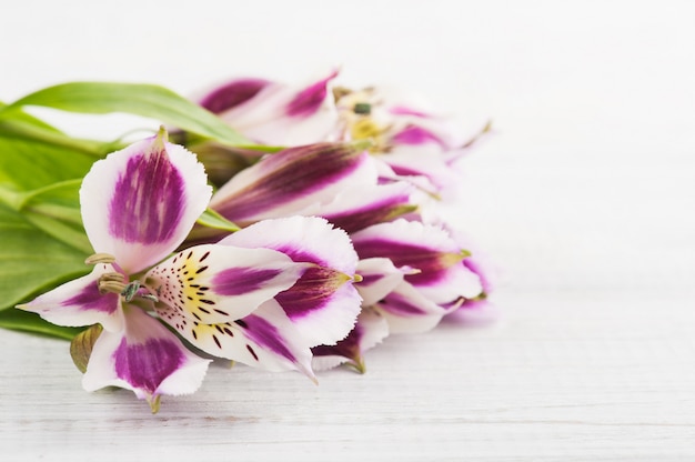 Alstromeria bloemen