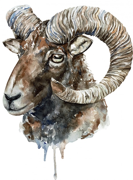 Altai argali watercolor illustration 