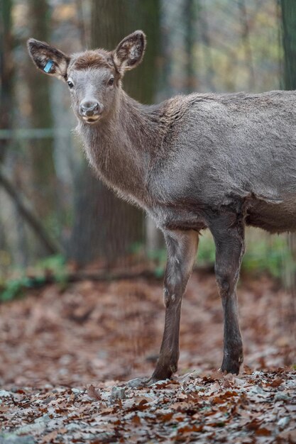 Altai elk