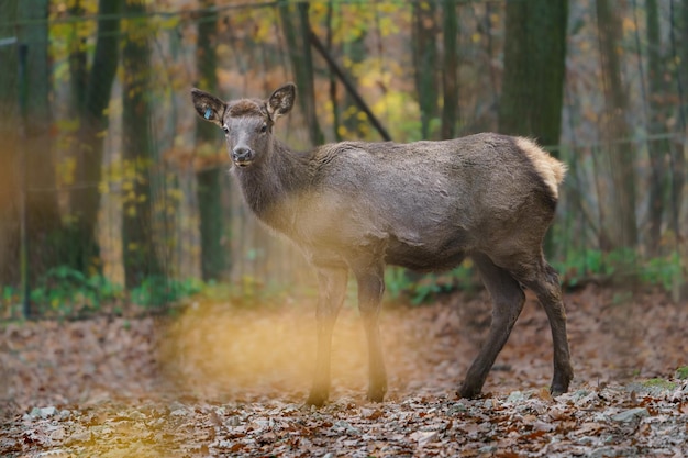 Altai elk