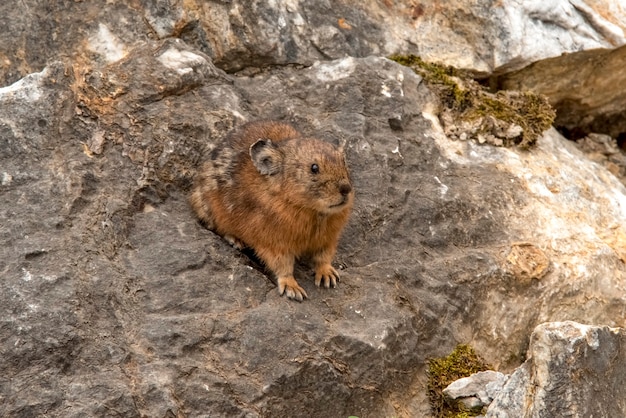 Altai pika or alpine pika Mammal of the genus pika of the detachment of Lagomorphs Altai Russia