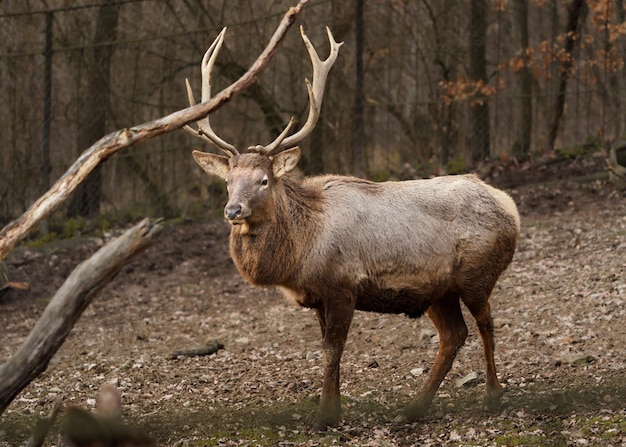 Altai wapiti