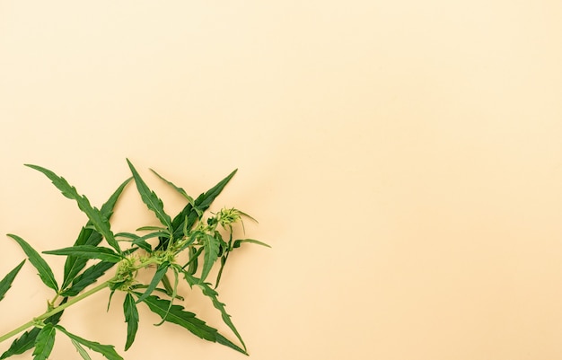 Alternative medicine. cannabis plant on a beige background. medical weed. Copy space