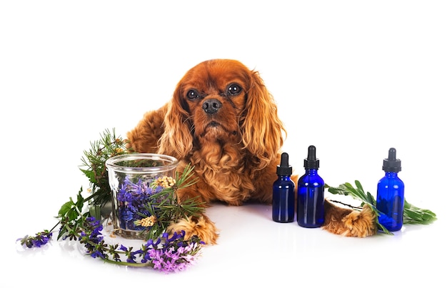 Alternative medicine for dog in front of white background