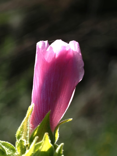 Althaea flower in the rays of the morning summer sun