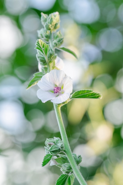 緑の牧草地のAlthaea officinalis