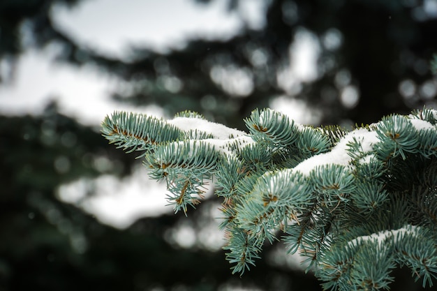 Foto altijdgroene bomen in de winter