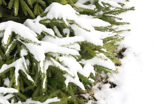 Altijdgroene boom onder sneeuw