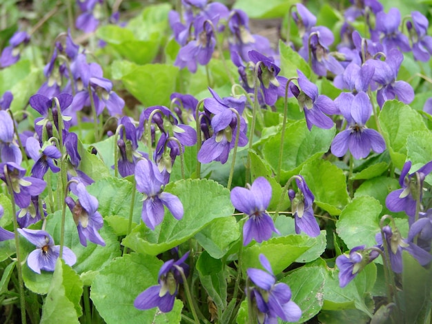 Altviool reichenbachiana Altvioolplant met veelkleurige bloem Gewone viooltjes Altviool tricolor viooltje bloemen