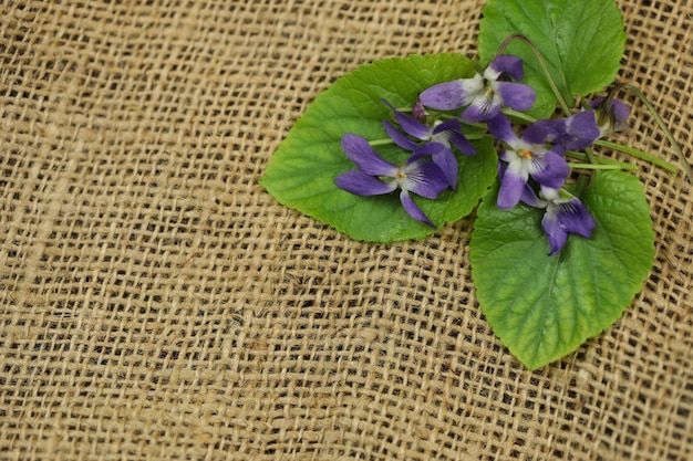 Altvioolbloemen op de zak met kopieerruimte