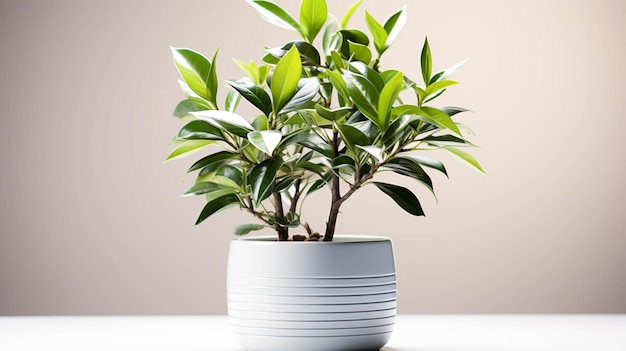 Aluminum plant on a pot on white background