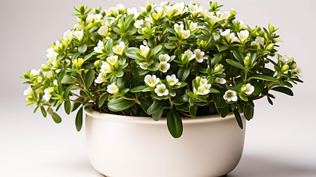 Alyssum plant op een pot op witte achtergrond