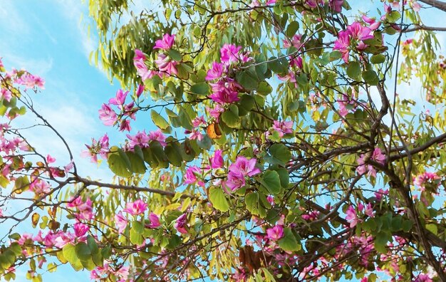 Amandel Lentebloemen op boomtak