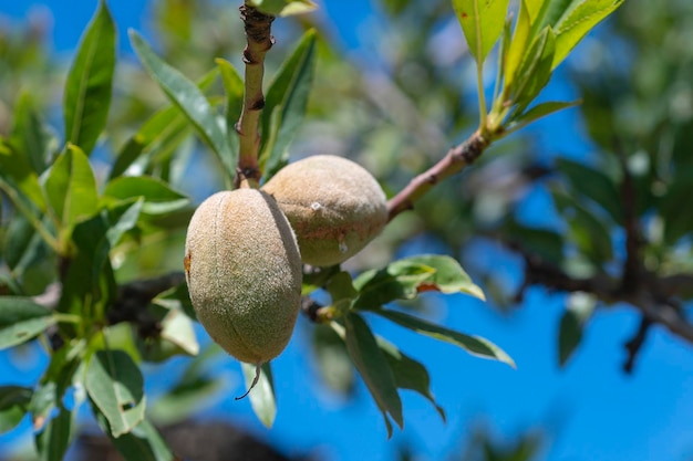 amandel Prunus amygdalus of Prunus dulcis Mlaga Spanje