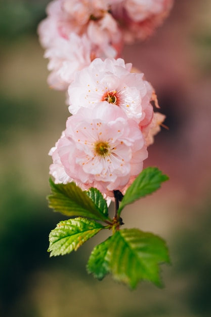 Amandelbloem op een tak