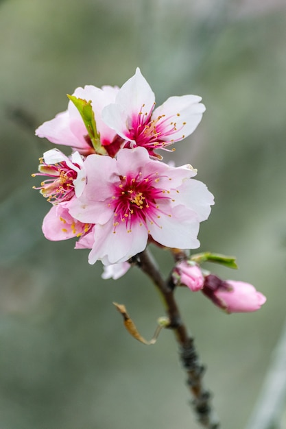 Amandelbloem (prunusdulcis) bloeiend