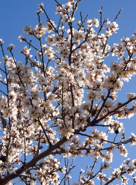 Amandelbloemen aan een boom op een zonnige dag in griekenland