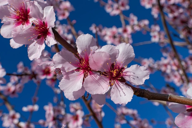 Amandelbloemen (prunus dulcis), bloeiend