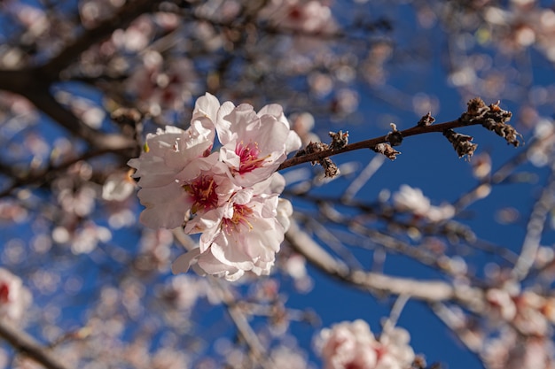 Amandelbloemen, (prunus dulcis), bloeiend