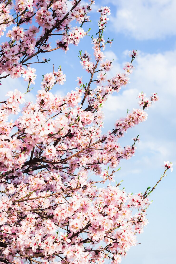 Foto amandelbloesem in de lente