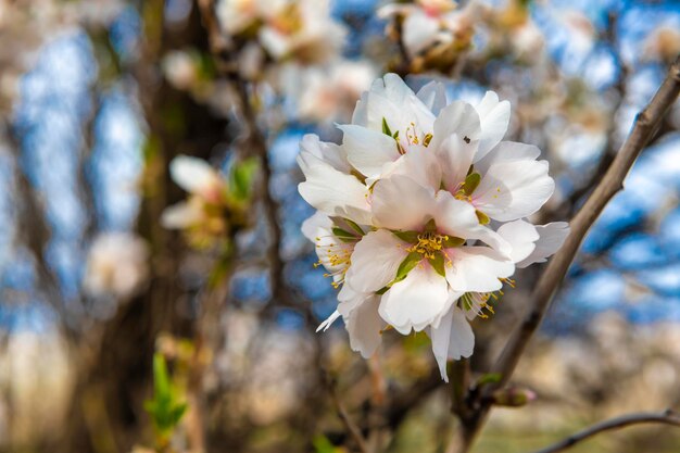 Amandelbloesem kondigt aan dat de lente eraan komt Hoge resolutie foto